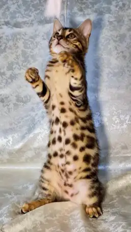 Бенгальские котята, фотография 3