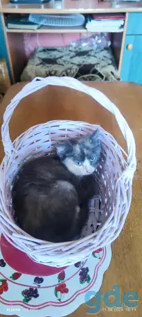 Котята, фотография 1
