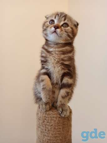 Шотландский котенок, фотография 2