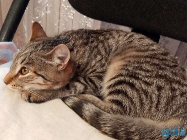 Котята в добрые руки, фотография 5
