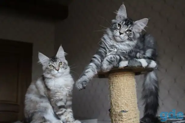 Котята мейн кун!, фотография 2