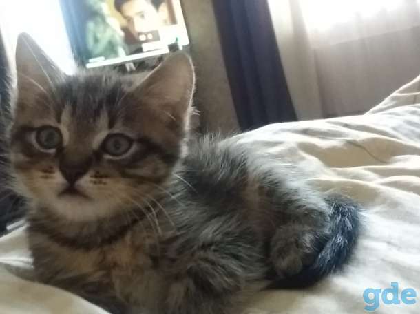 Котёнок  в дар, фотография 3