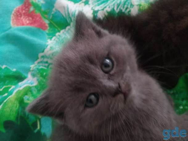 Котенок, фотография 3