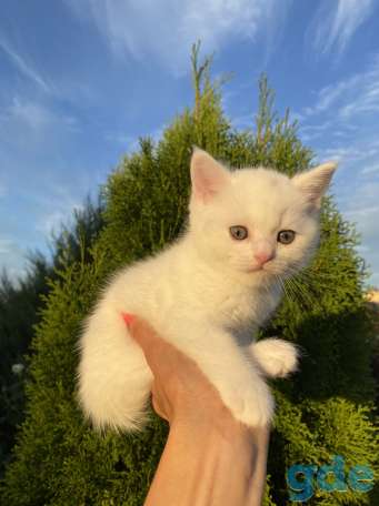 Котята, фотография 1