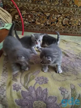 Котята, фотография 1