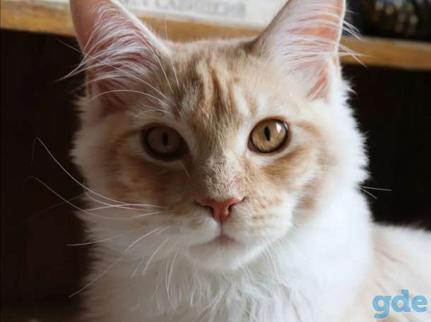 Мейн-кун котенок, фотография 3