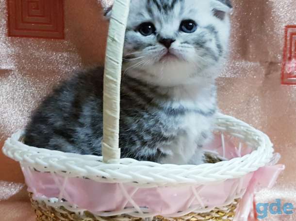 Шотландские вислоухие котята., фотография 3