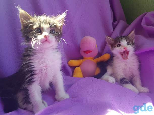 Котята бесплатно., фотография 8