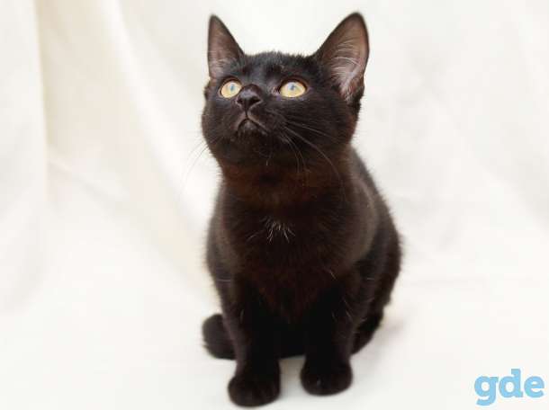Минск. Котенок в дар!, фотография 7