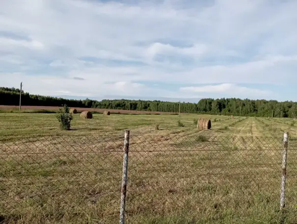 Продам фермерское хозяйство, фундук, фотография 7