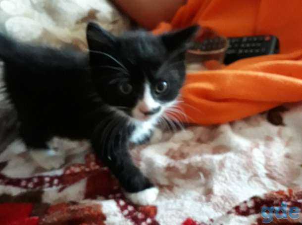 Котенок 