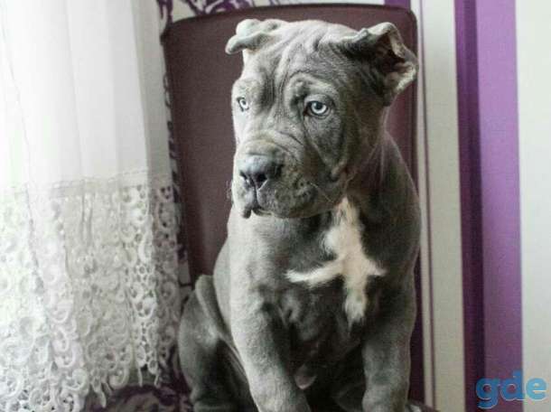 Продаю щенка (девочку) Кане Корсо редкий окрас!, фотография 1
