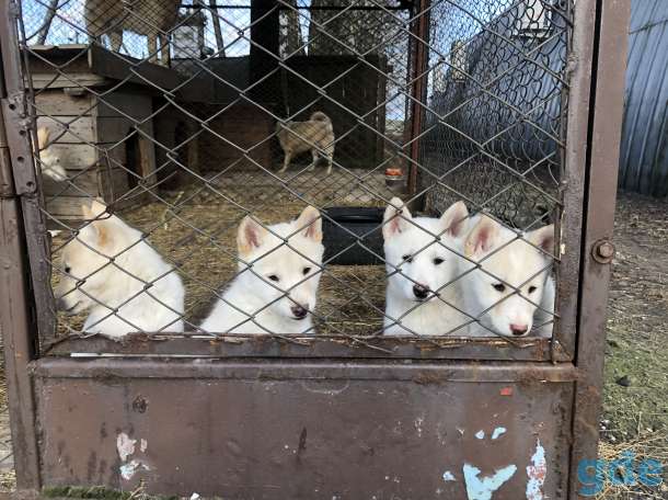Продам лайку, фотография 2
