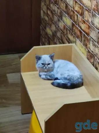 Шотландские котята, фотография 1