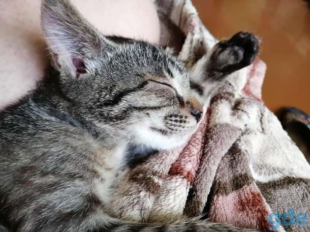 котенок, фотография 3