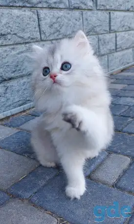Котята, фотография 1