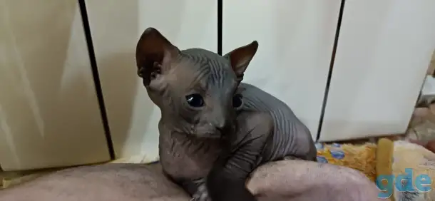 Котята Канадского Сфинкса, фотография 2