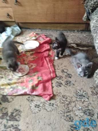 Дарю котят., фотография 1