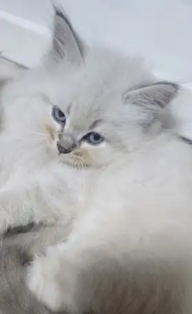Котята, фотография 3