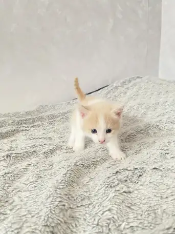 Котенок, мальчик, фотография 1
