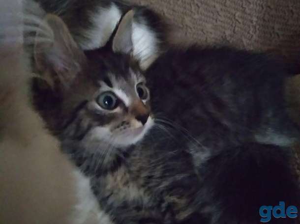 Котёнок Спайк в добрые руки, фотография 4