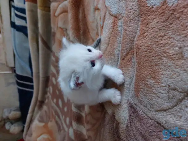 Котята в дар, фотография 5