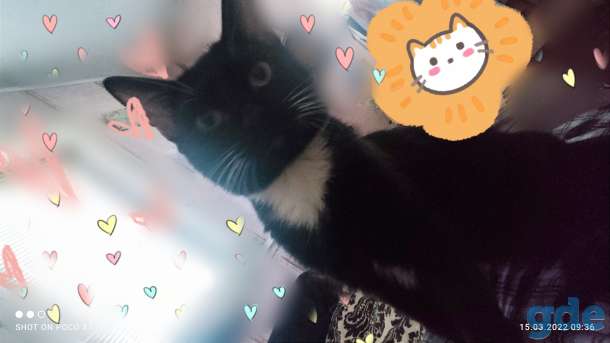 Котик, фотография 2