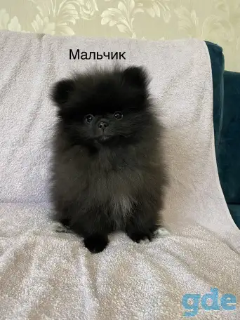 Померанский шпиц, фотография 3