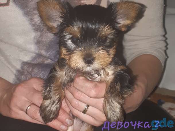 Продам Щенков Йоркширского Терьера, фотография 4