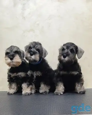 Цвергшнауцер щенки, фотография 1