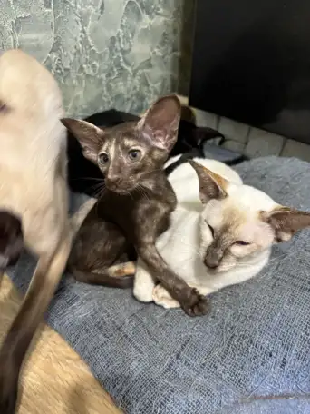Ориентальные котята, фотография 7