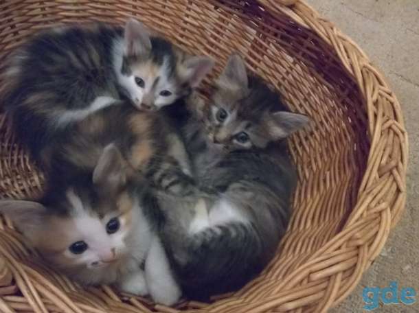 Котята в хорошие руки., фотография 4