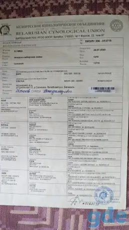 Продам щенков ЗСЛ, фотография 5