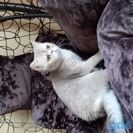 Шотландский кот голубая золотая шиншилла, фотография 6