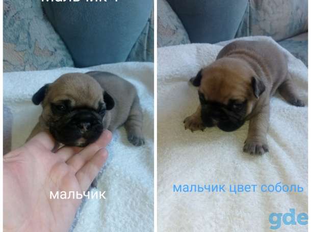 Щенки французского бульдога, фотография 1
