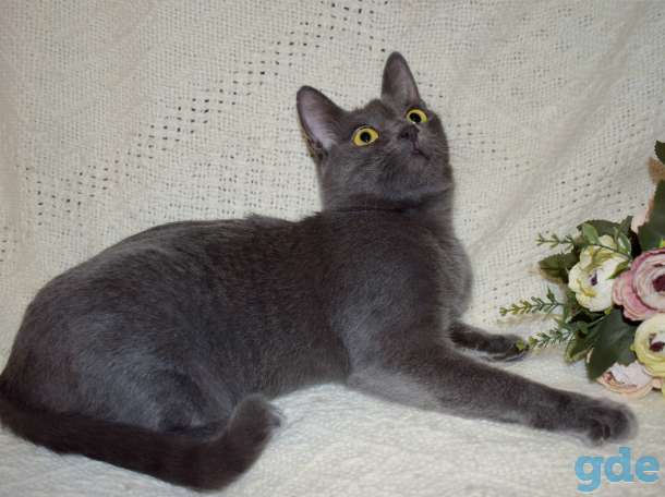 Замечательная кошка Мышка в дар, фотография 5