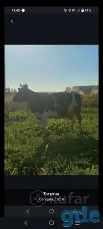Продам двух коров, фотография 1