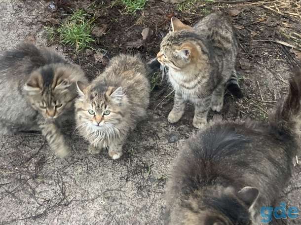 Котята, фотография 1