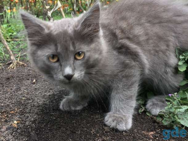 Котик -Енотик, фотография 1