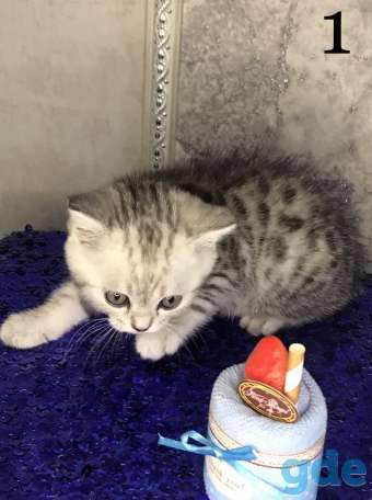 Шотландские плюшевые котята ТОРГ УМЕСТЕН, фотография 2