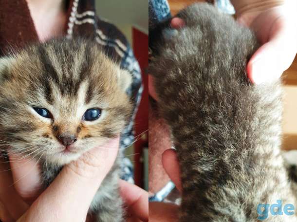БРОНЬ котята британская короткошерстная, фотография 2