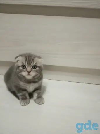 Шотладские котята, фотография 1