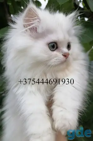 Котята в любимцы., фотография 1