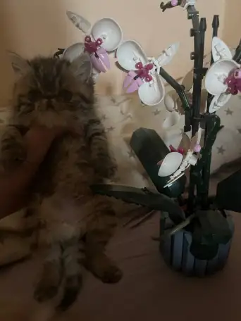 Котенок экзот, фотография 4