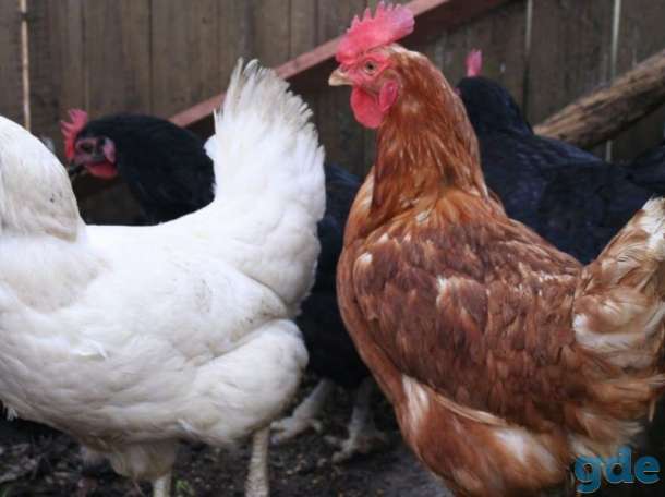 Продам кур несушек 4р., фотография 1