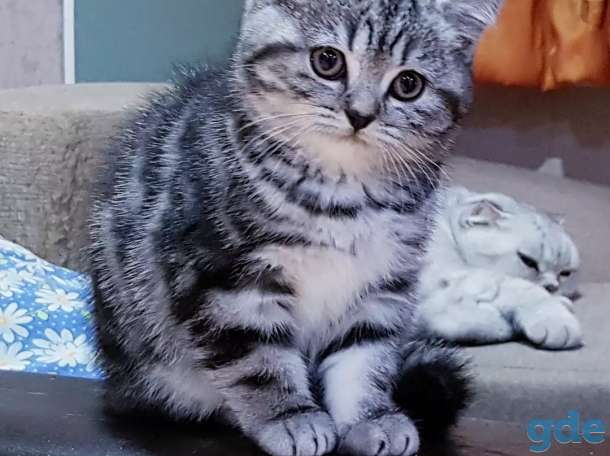 Шотландская кошечка.котенок., фотография 2