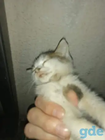 Котенок ищет дом срочно помогите, фотография 1