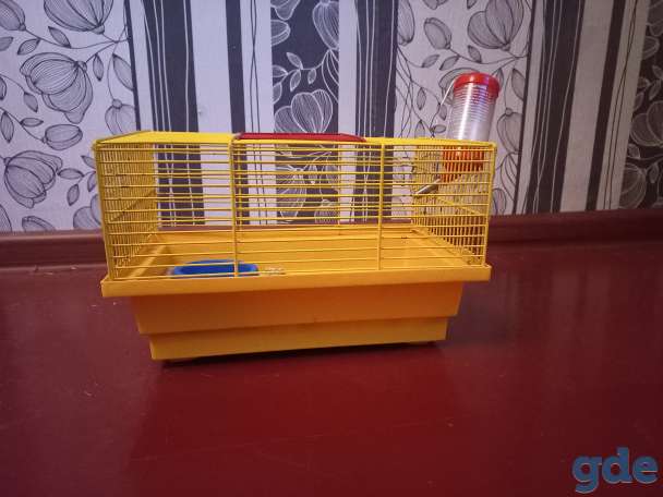 Продам крысу срочно!, фотография 3