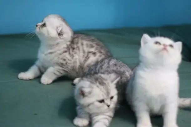 Шотландские котята, фотография 12