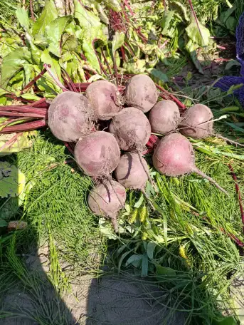 Реализуем продукцию собственного производства свекла, фотография 1